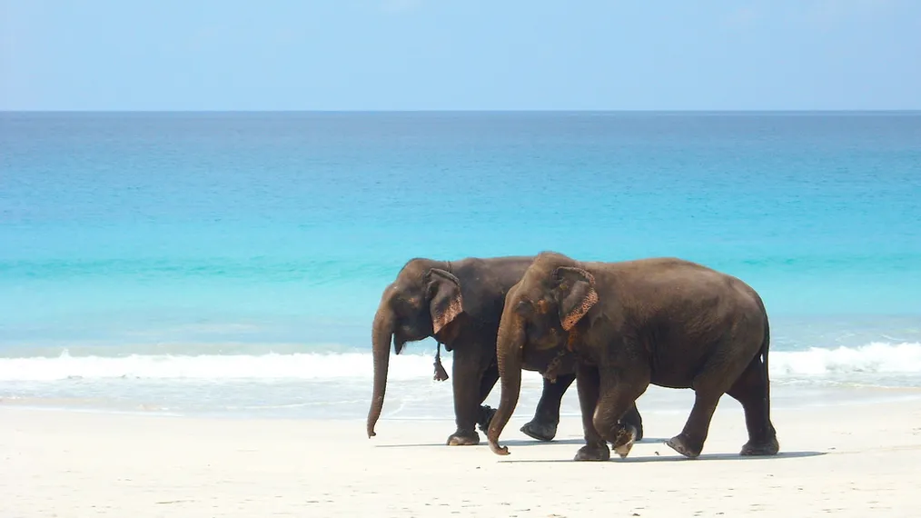 Andaman Tour Package